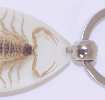 Cool scorpion key ring